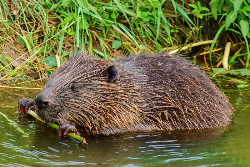 A majestic wild hairy beaver in nature representing the 2026 natural body movement